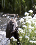 Spotted Sandpiper 8717